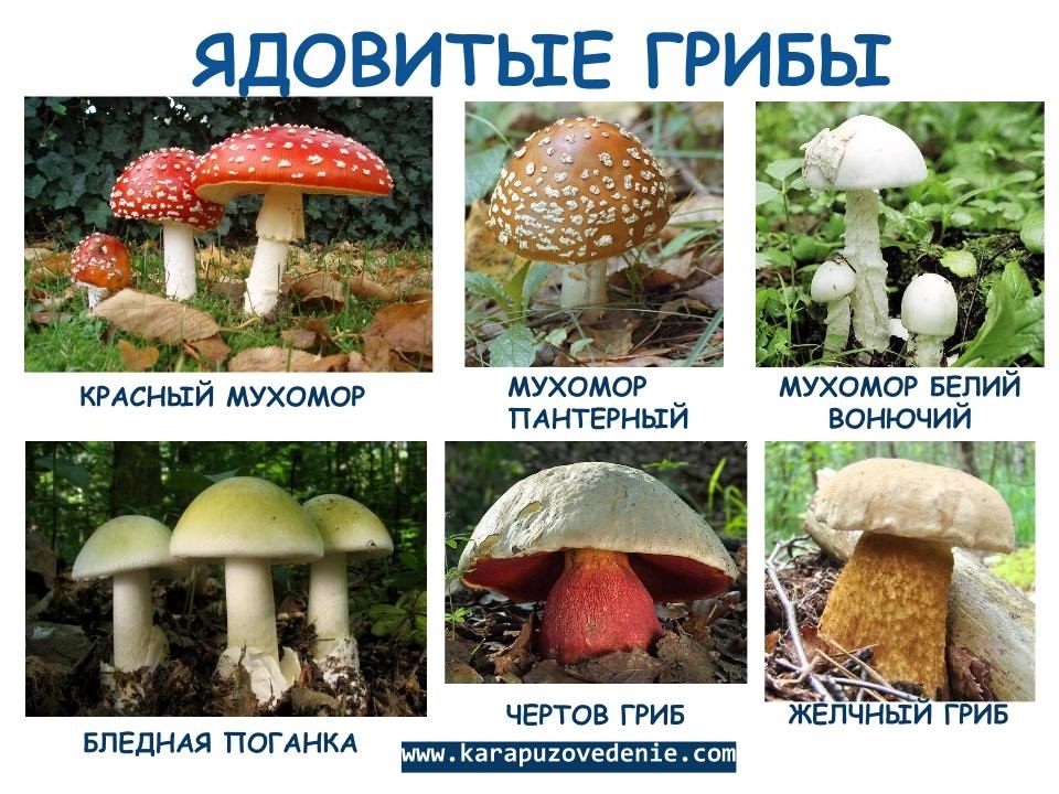 Говорушка ворончатая - clitocybe gibba