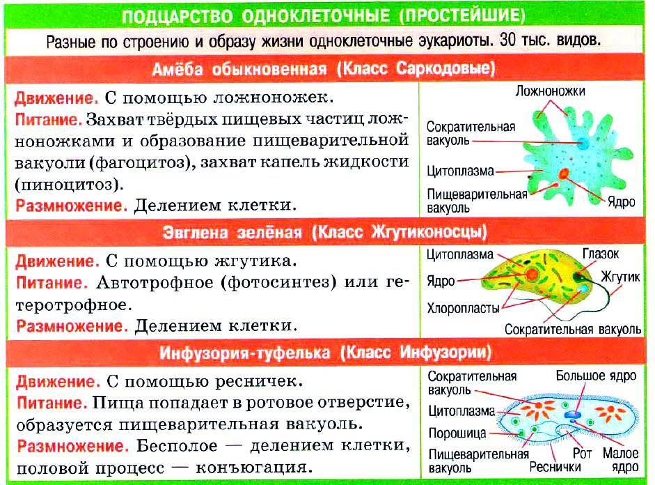 Название подотрядов и семейств грызунов, перечисленные в списке по алфавиту