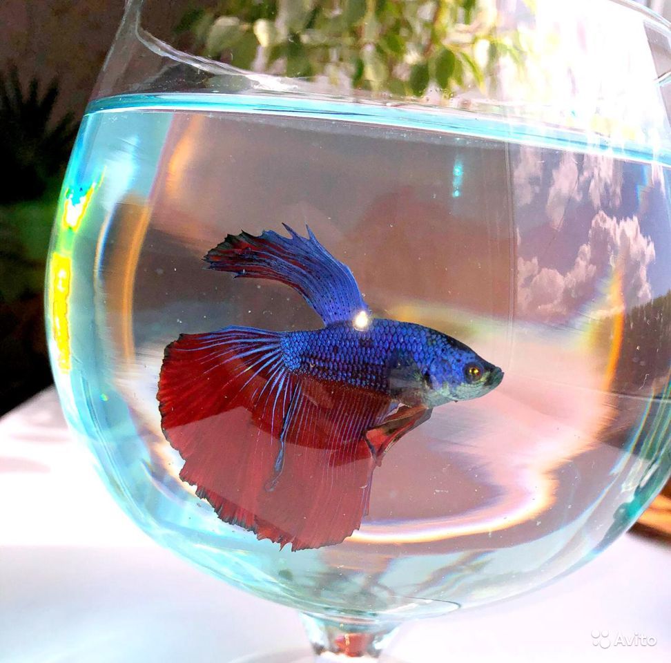 Бойцовая рыбка — петушок (betta splendens)
