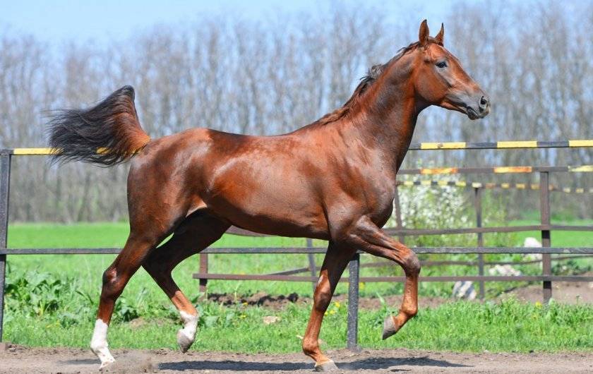 Буденновские лошади — описание породы