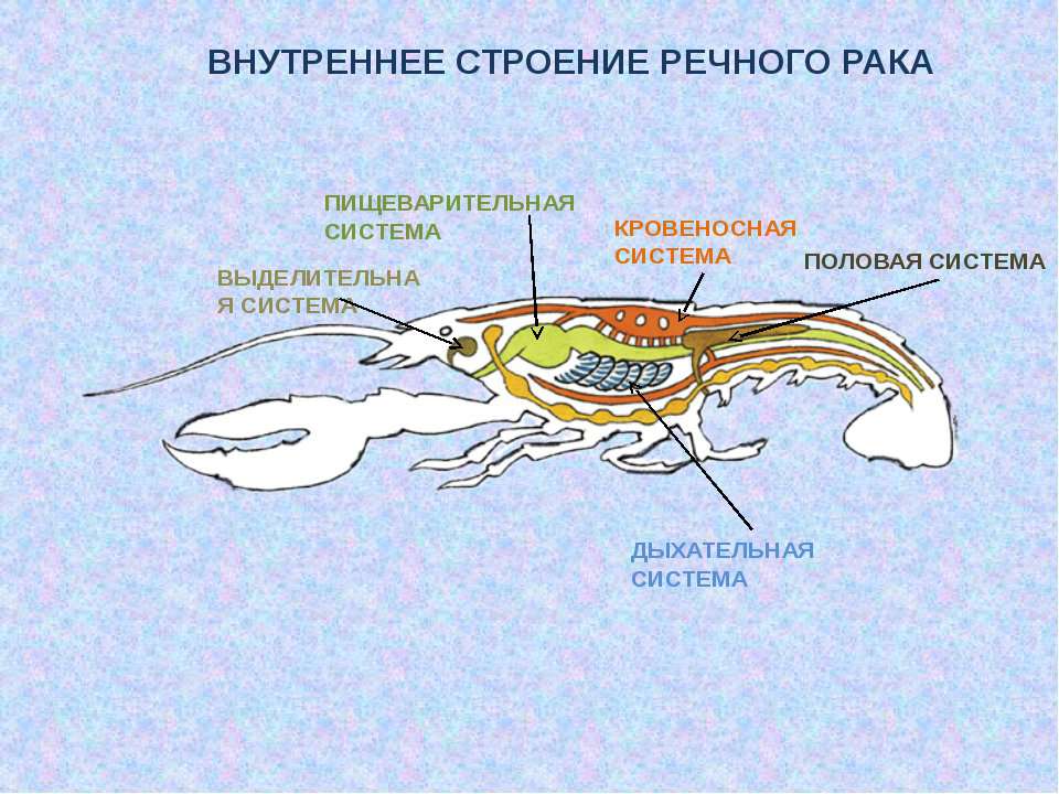 Какая система органов рыбы изображена на рисунке кровеносная дыхательная пищеварительная нервная